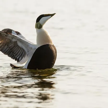 Kylmaepihlaja Lighthouse 3* Rauma