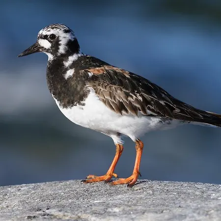 Kylmaepihlaja Lighthouse