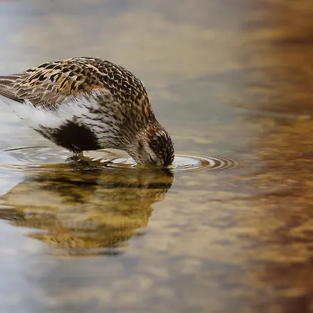 Hotel Kylmaepihlaja Lighthouse