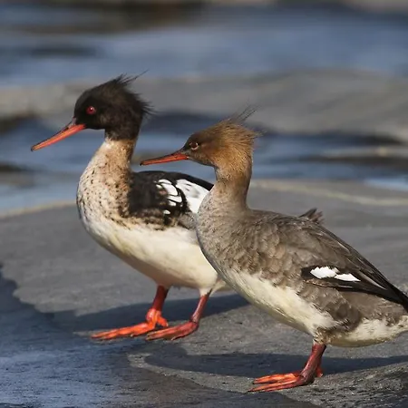 Kylmaepihlaja Lighthouse