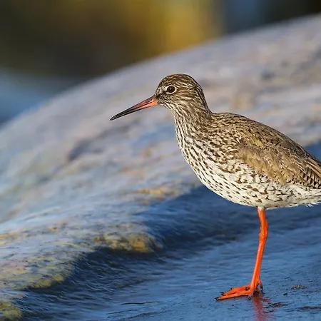 Kylmaepihlaja Lighthouse 3* Rauma