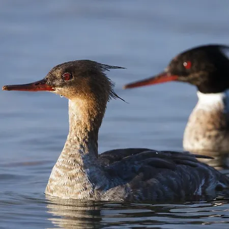 Kylmaepihlaja Lighthouse Hotel Rauma