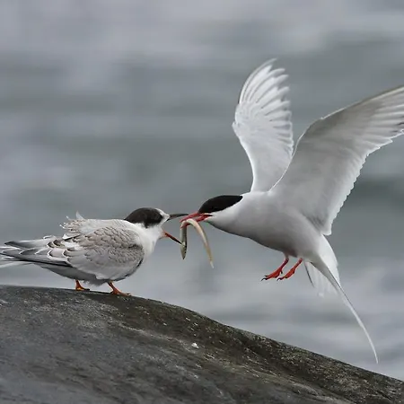 Kylmaepihlaja Lighthouse Rauma
