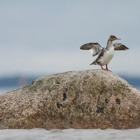Kylmaepihlaja Lighthouse Rauma