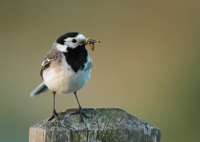 Kylmaepihlaja Lighthouse Hotel Rauma