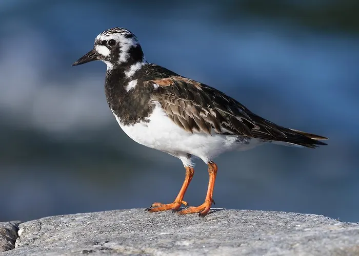 Kylmaepihlaja Lighthouse
