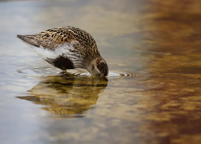 Hotel Kylmaepihlaja Lighthouse