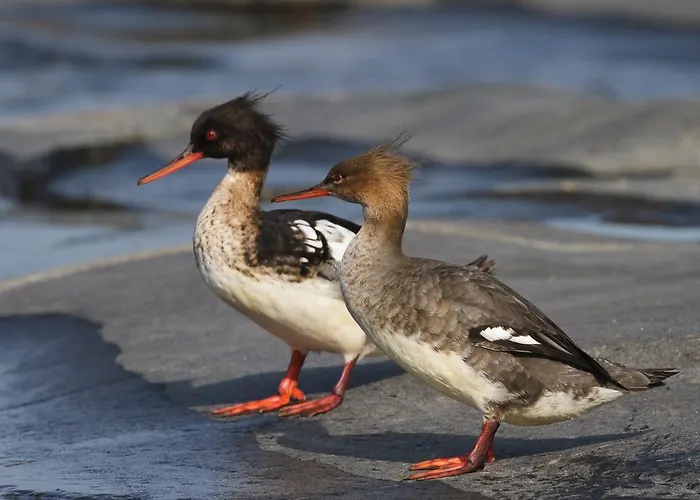 Kylmaepihlaja Lighthouse