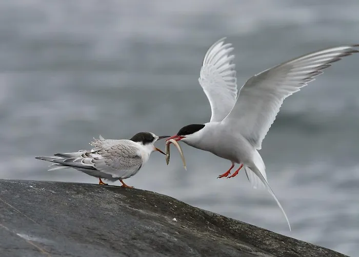 Kylmaepihlaja Lighthouse Rauma