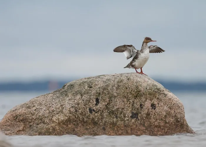 Kylmaepihlaja Lighthouse Rauma